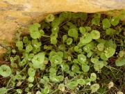 Miner's lettuce (Montia perfoliata)