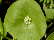 Miner's lettuce (Montia perfoliata)

