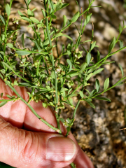spiny greasebush (Glossopetalon spinescens )
