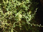 spiny greasebush (Glossopetalon spinescens )
