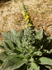 Mullein (Verbascum thapsus)