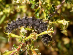 bitterbrush (Purshia tridentata)