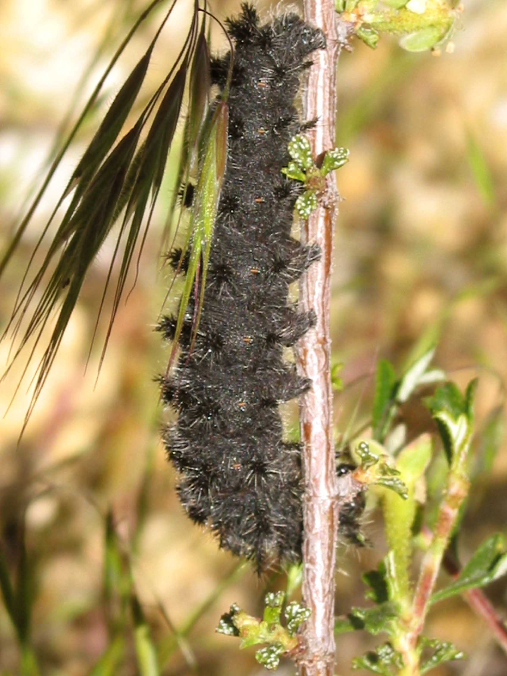 bitterbrush (Purshia tridentata)