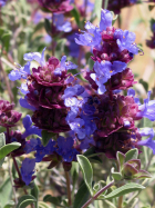 purple sage (Salvia dorrii var. carnosa)
