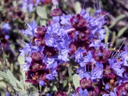 purple sage (Salvia dorrii var. carnosa)
