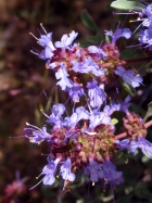purple sage (Salvia dorrii var. carnosa)