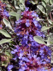 purple sage (Salvia dorrii var. carnosa)
