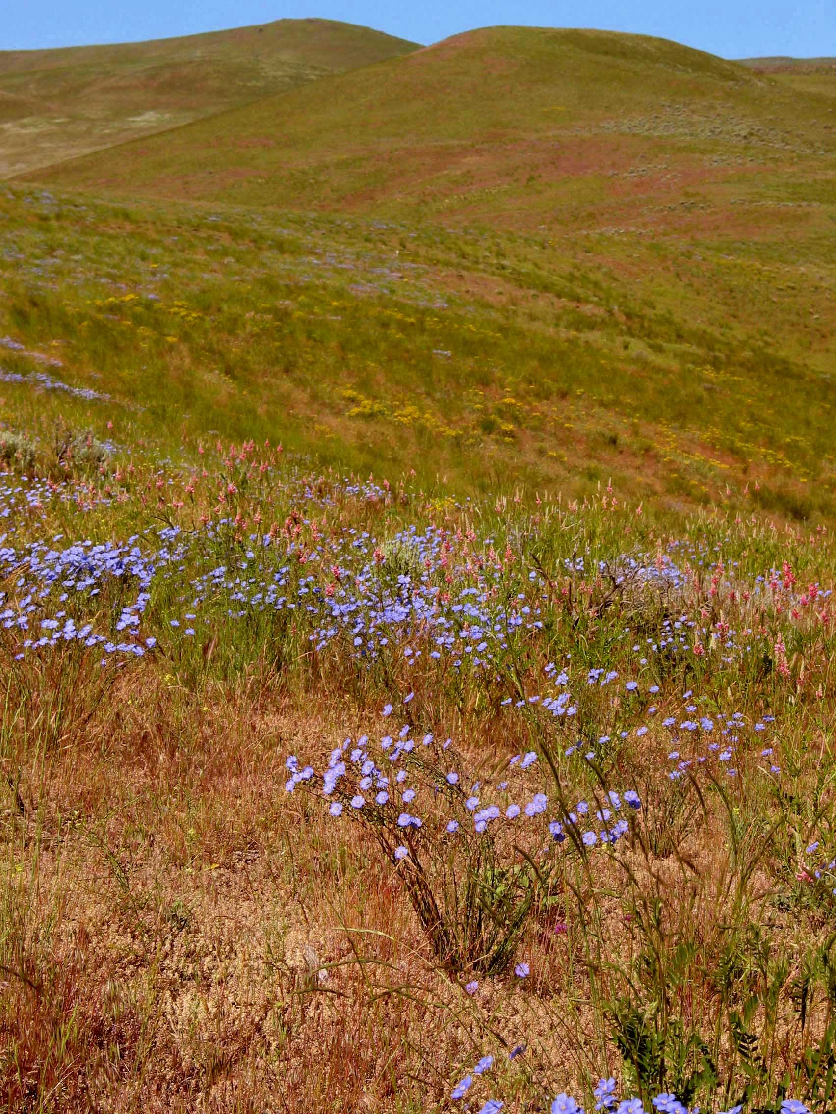 wild flax, blue flax (Linum perenne)
