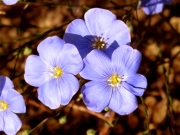 wild flax, blue flax (Linum perenne)
