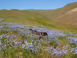 wild flax, blue flax (Linum perenne)