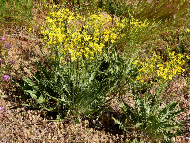 tapertip hawksbeard, longleaf hawksbeard, long-leafed hawksbeard
(Crepis acuminata)
