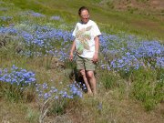 wild flax, blue flax (Linum perenne)