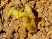 broomrape (Orobanche sp.)