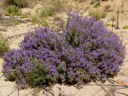 purple sage (Salvia dorrii var. carnosa)
