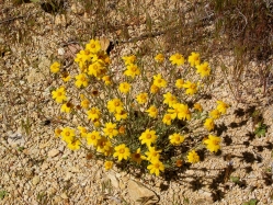 Oregon Sunshine, wooly sunflower (Eriophyllum lanatum)