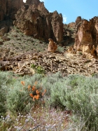 Orange Globe Mallow (Sphaeralcea munroana)
