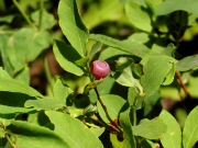 huckleberry (Vaccinium sp)