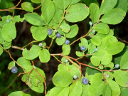 huckleberry (Vaccinium sp)
