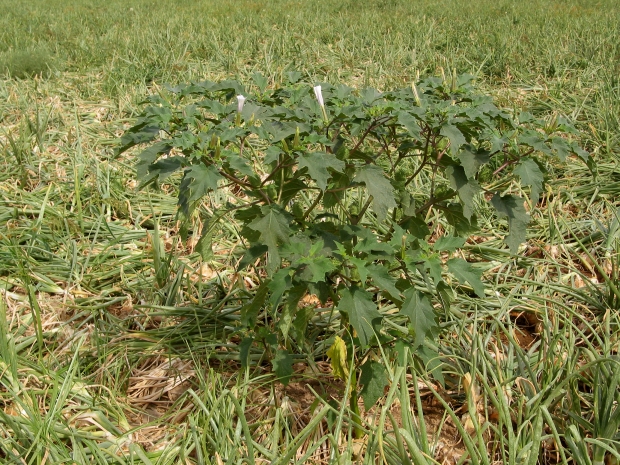 Jimsonweed (Datura stramonium)
