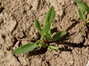 erect knotweed (Polygonum argyrocoleon)