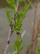 coyote willow (Salix exigua)