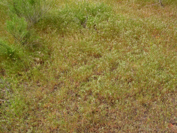 Cheat grass (Bromus tectorum)