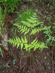 bracken fern (Pteridium aquilinum)
