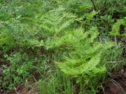bracken fern (Pteridium aquilinum)