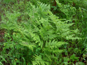 bracken fern (Pteridium aquilinum)