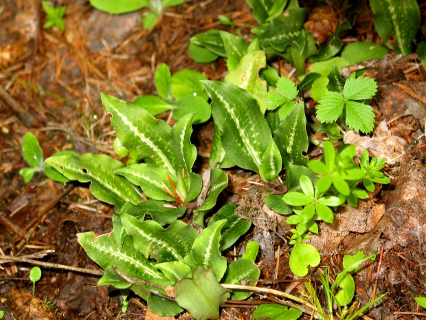 Rattlesnake Plantain (Goodyera oblongifolia)