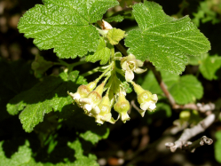 Sticky Currant (Ribes viscosissimum)