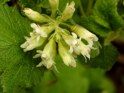Sticky Currant (Ribes viscosissimum)