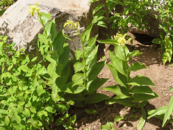 False Solomon's Seal (Smilacina racemosa)