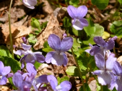 early blue violet (Viola adnuca var. unknown)