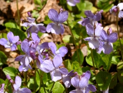 early blue violet (Viola adnuca var. unknown)