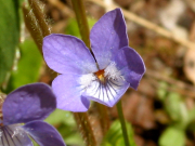 early blue violet (Viola adnuca var. unknown)