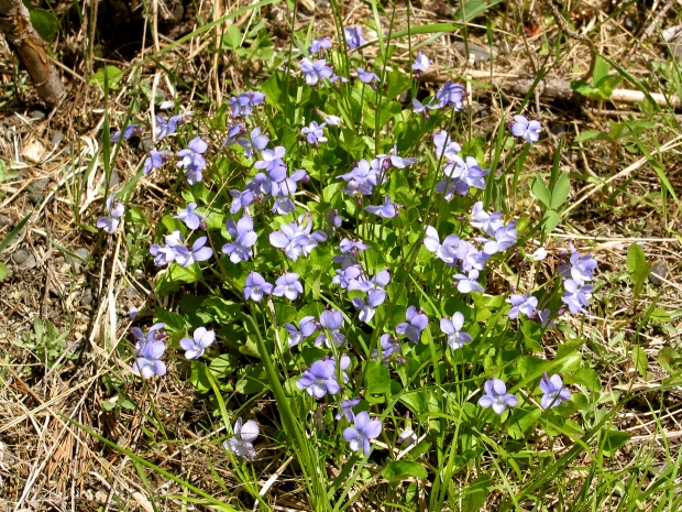 early blue violet (Viola adnuca var. unknown)