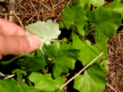 pathfinder, trail plant (Adenocaulon bicolor)