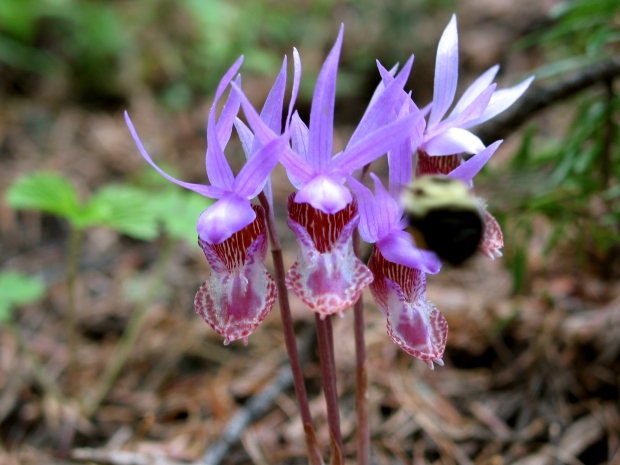 calypso orchid, fairy slipper (Calypso bulbosa )
