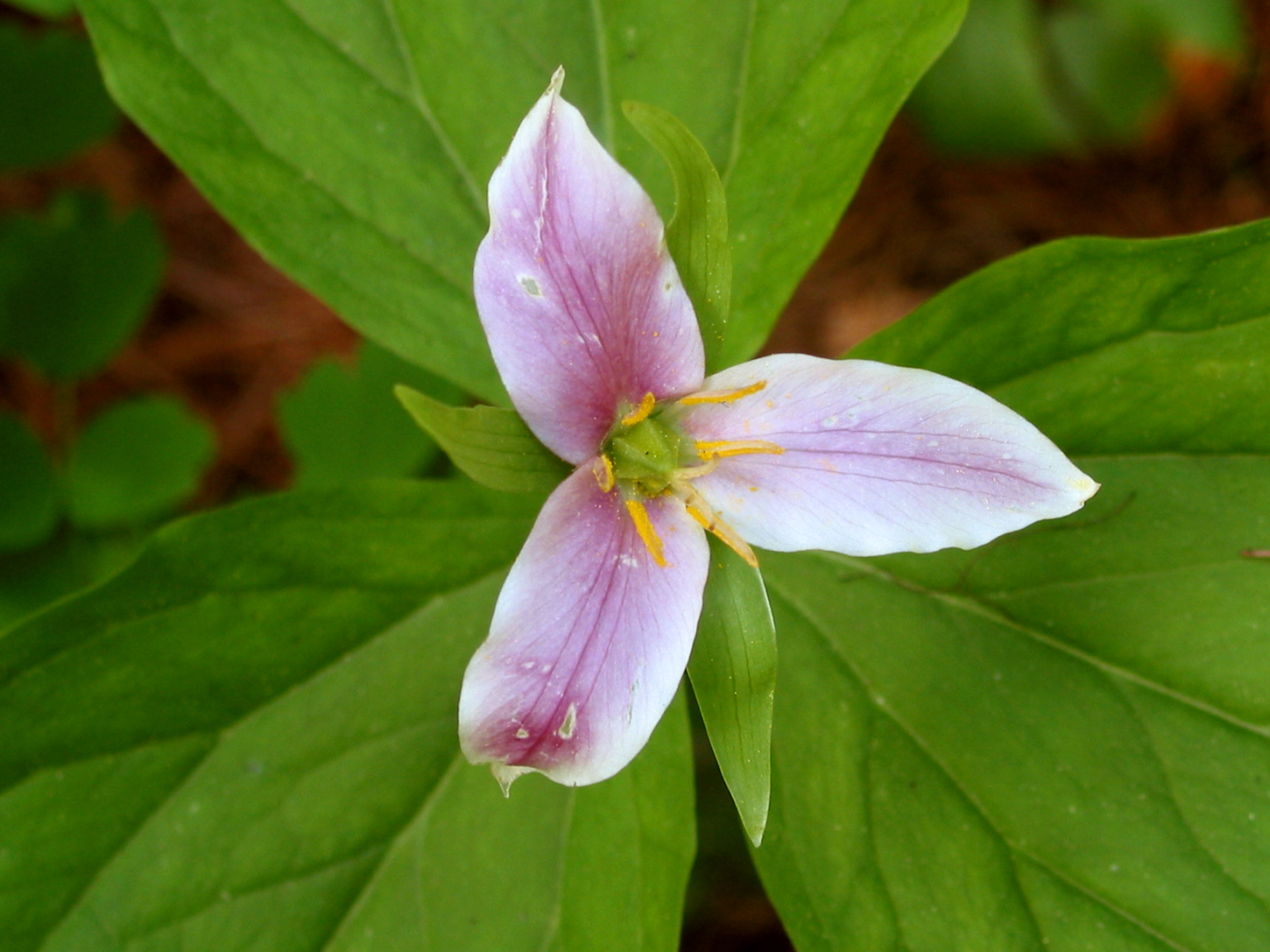 Trillium (Trillium ovatum)