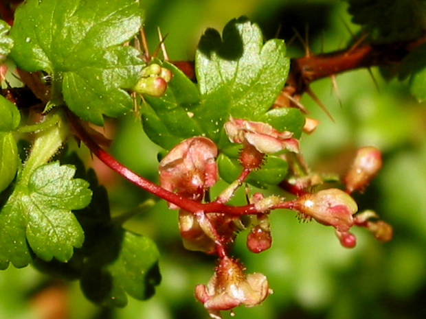 Gooseberry (Ribes sp.)