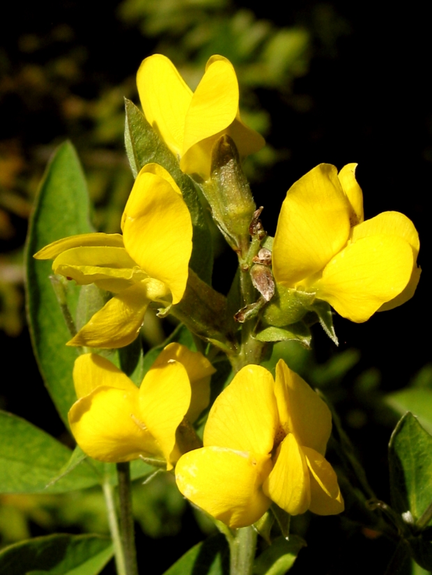 golden pea (Thermopsis montana)