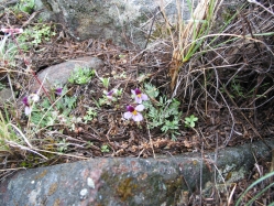 beckwith's violet (Viola beckwithii) 
