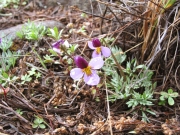beckwith's violet (Viola beckwithii) 
