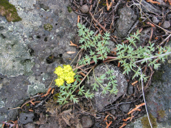 cous biscuit-root, cous-root desert-parsley (Lomatium cous)
