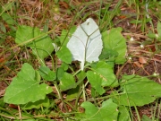 pathfinder, trail plant (Adenocaulon bicolor)