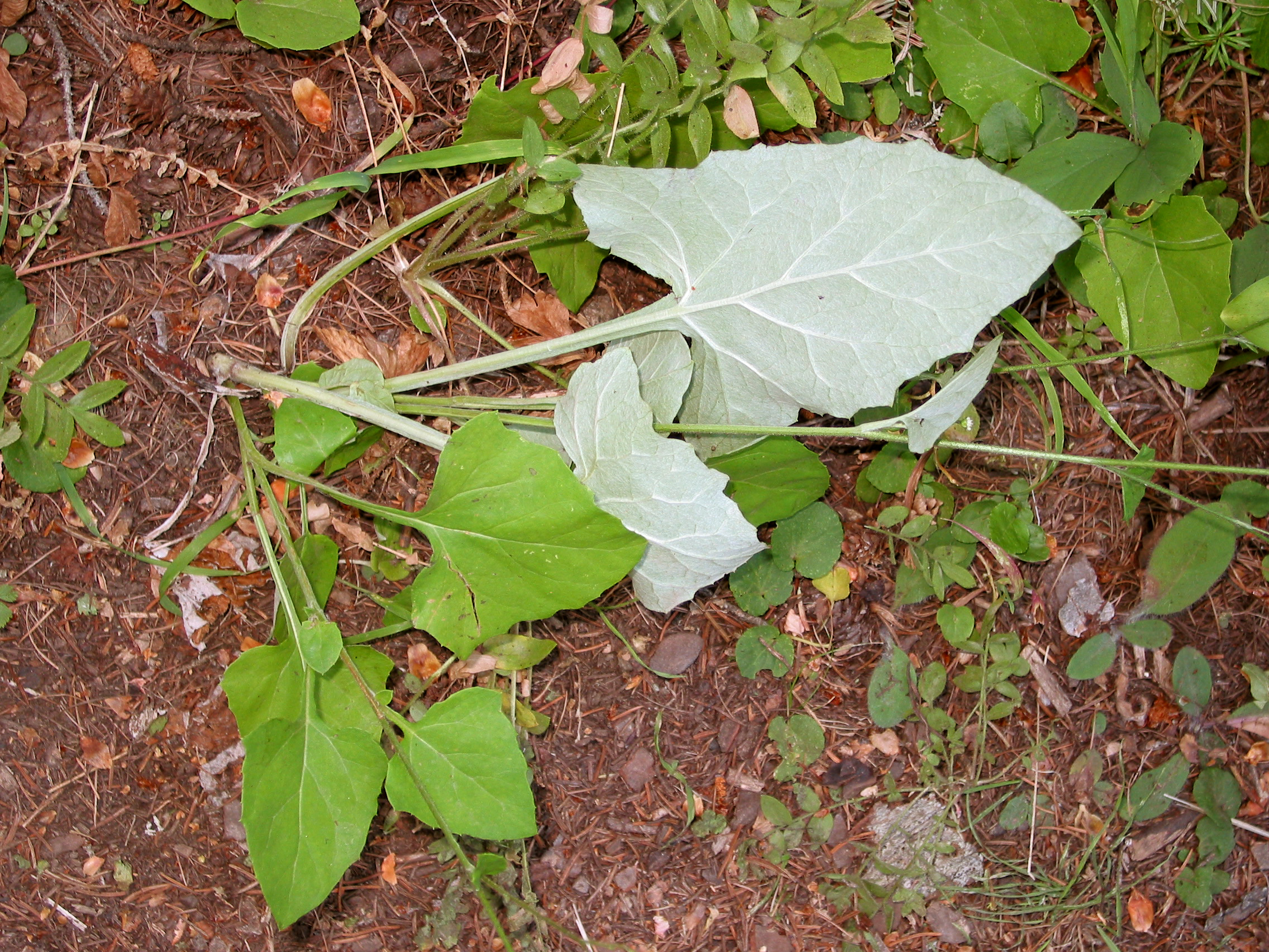 pathfinder, trail plant (Adenocaulon bicolor)