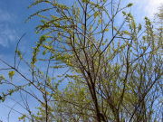 Peach-leaf Willow (Salix amygdaloides)