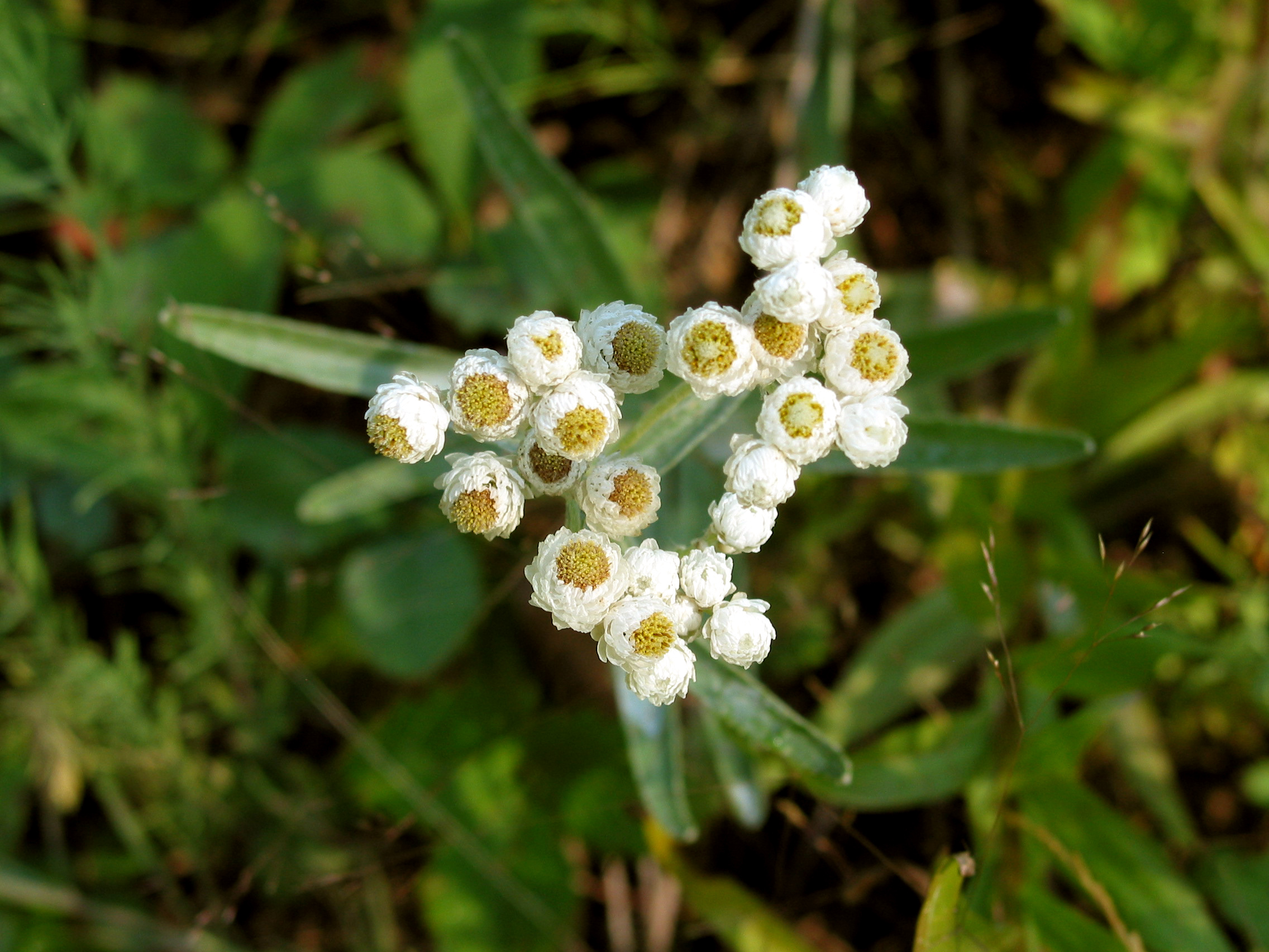 Pearly Everlasting (Anaphalis margaritacea)