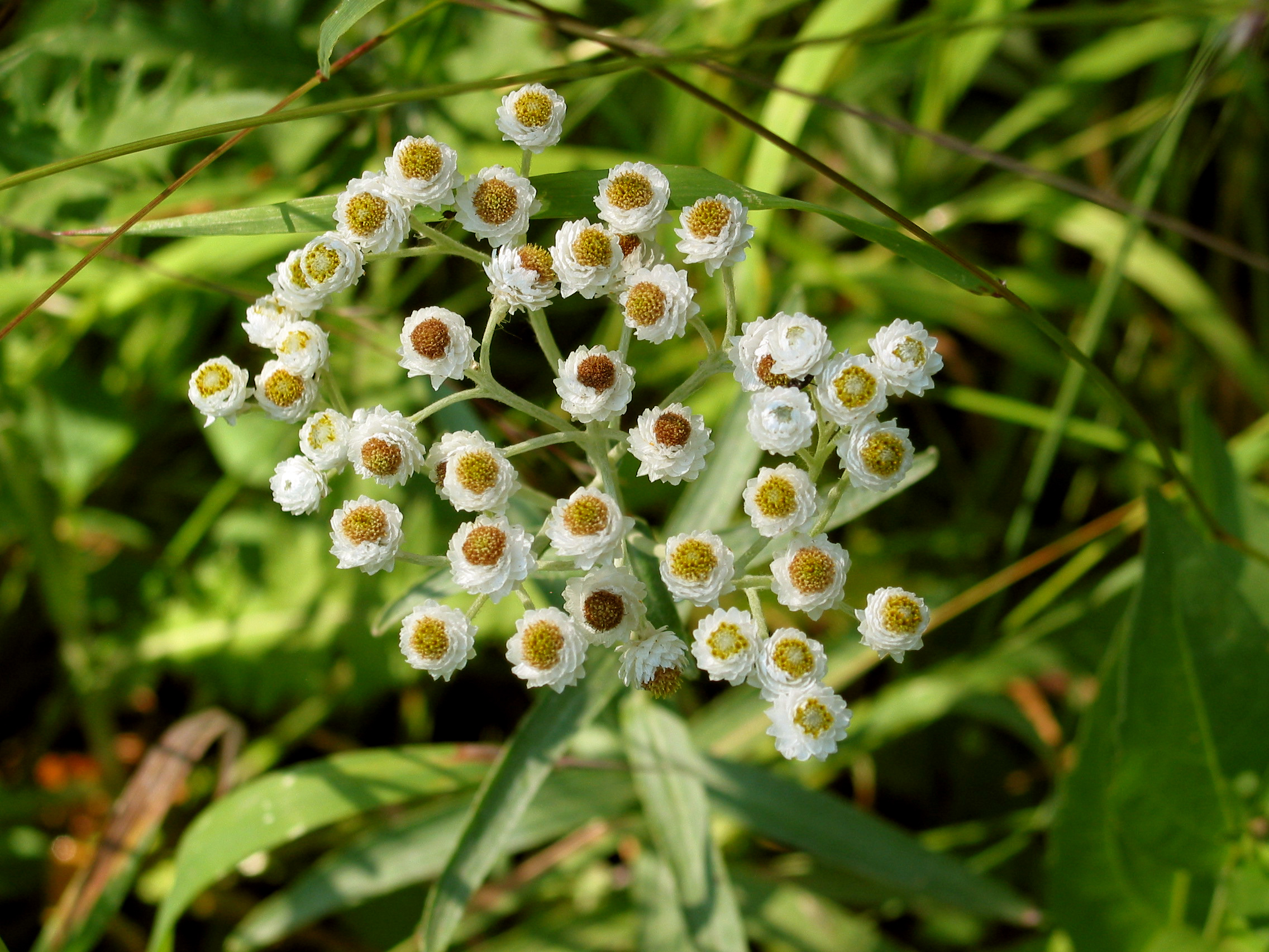 Pearly Everlasting (Anaphalis margaritacea)